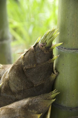 Bamboo shootsの写真素材