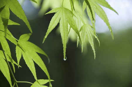 Fresh green Maple
