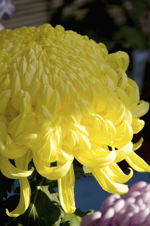 Chrysanthemumの写真素材