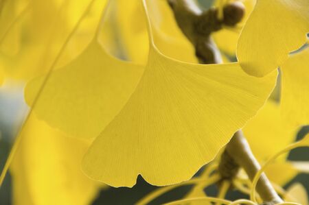 Ginkgo bilobaの写真素材