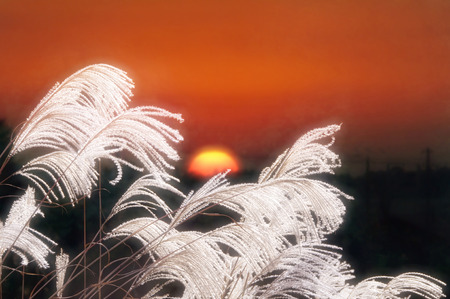 Japanese pampas grassの写真素材