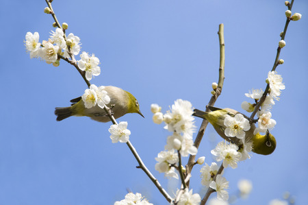 Plum and Japanese whiteeye