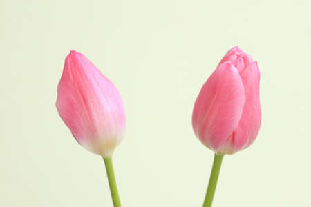 Tulipの写真素材