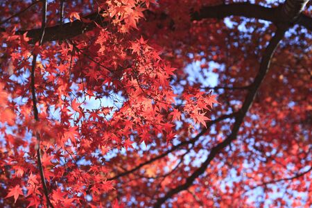 Kairaku-en paradise autumn landscapeの写真素材