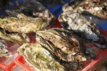 Oyster
