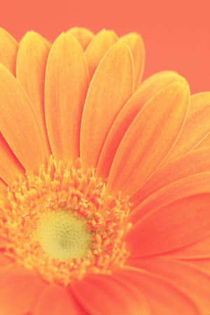 Flower Gerberaの写真素材