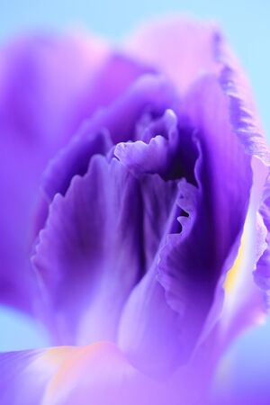 Flowers IRISの写真素材