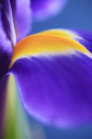 Flowers IRISの写真素材