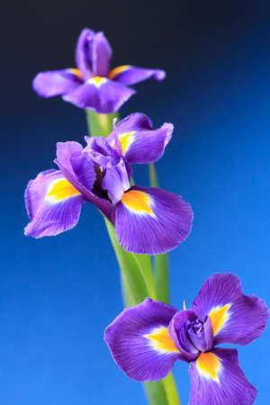Flowers IRIS