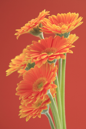 Flower Gerberaの写真素材