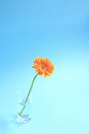 Flower Gerberaの写真素材