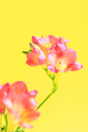 Freesia flowersの写真素材