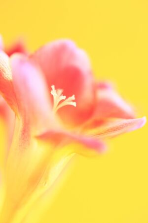 Freesia flowersの写真素材