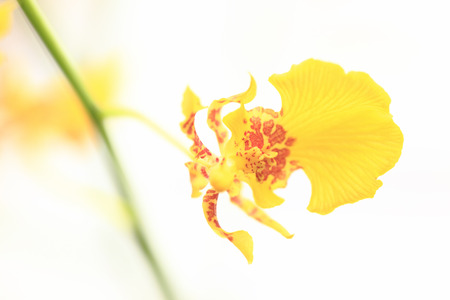 Hana Oncidiumの写真素材