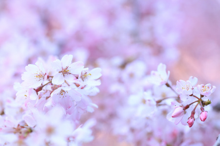 Cherryの写真素材