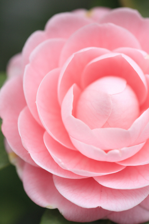 Camelliasの写真素材