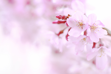 Cherryの写真素材