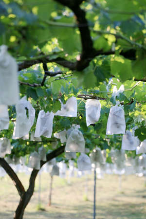 Grape plantationの写真素材