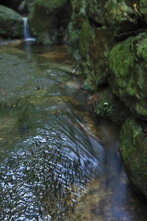 Natural water in the forest