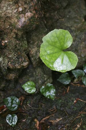 Rain Forest