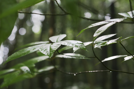 Rain Forestの写真素材