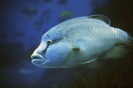 Napoleon fishの写真素材