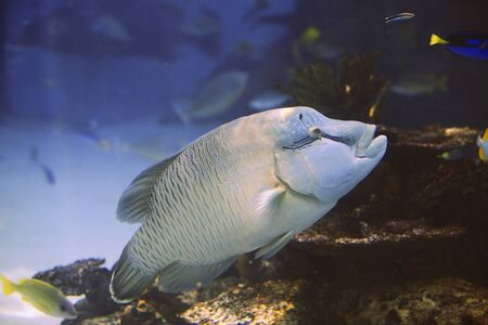 Napoleon fishの写真素材