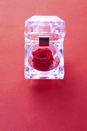 The rose caseの写真素材
