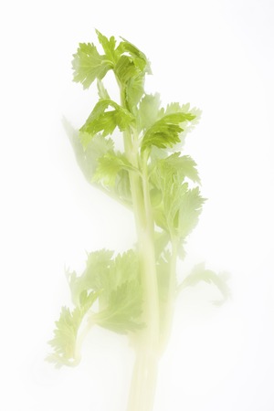 Celeryの写真素材