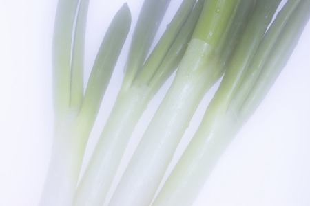 Green onionの写真素材
