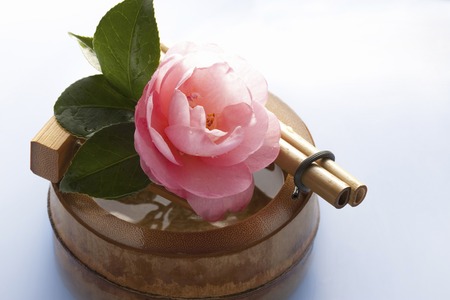 Camelliaの写真素材