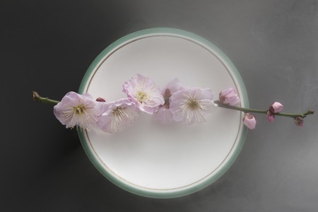 Plum blossomの写真素材