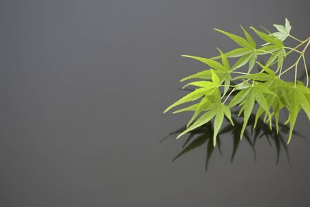 Maple Leaf