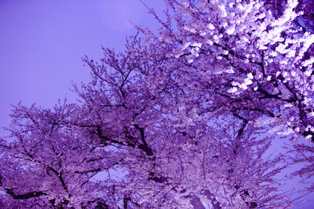 Cherry blossomsの写真素材