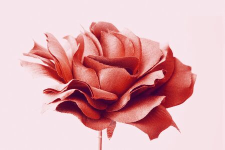 Rose flowersの写真素材
