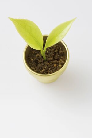 New shootsの写真素材