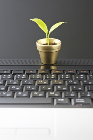 New shootsの写真素材