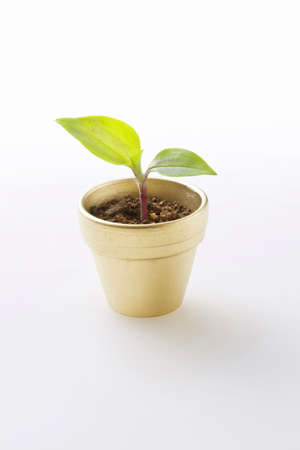 New shootsの写真素材