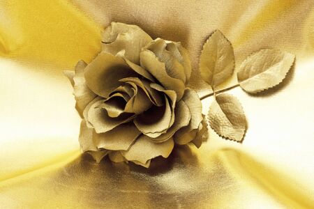 Gold roseの写真素材