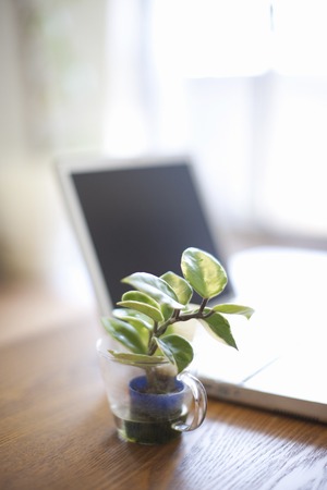 Laptop and ornamental plantsの写真素材