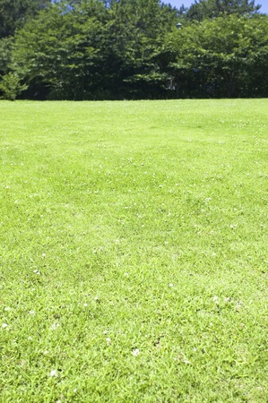 Meadow