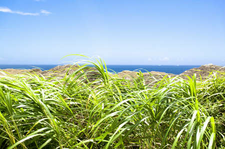 Grass and skyの写真素材