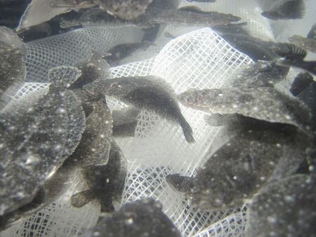 Aquaculture of flounderの写真素材