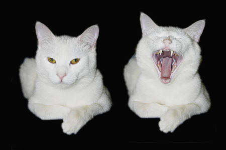 White catの写真素材