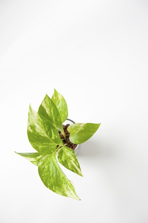 Pothosの写真素材