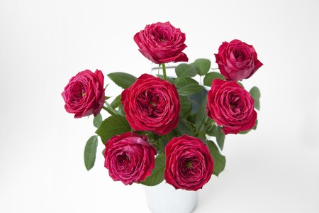 Rose blackbacaraの写真素材