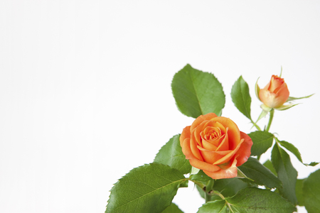 Rose babeの写真素材