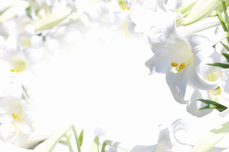 Lily flowerの写真素材