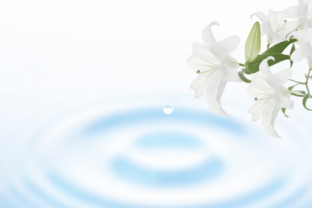 Lily flowerの写真素材
