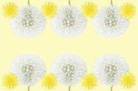 Dandelionの写真素材